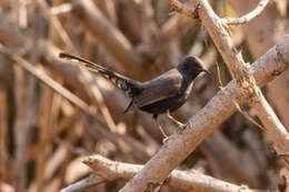 Image of Black Bush Robin