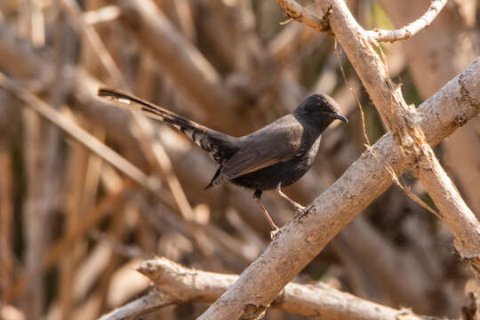 Image of Black Bush Robin