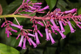 Image de Palicourea angustifolia Kunth