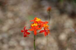 Plancia ëd Epidendrum radicans Pav. ex Lindl.