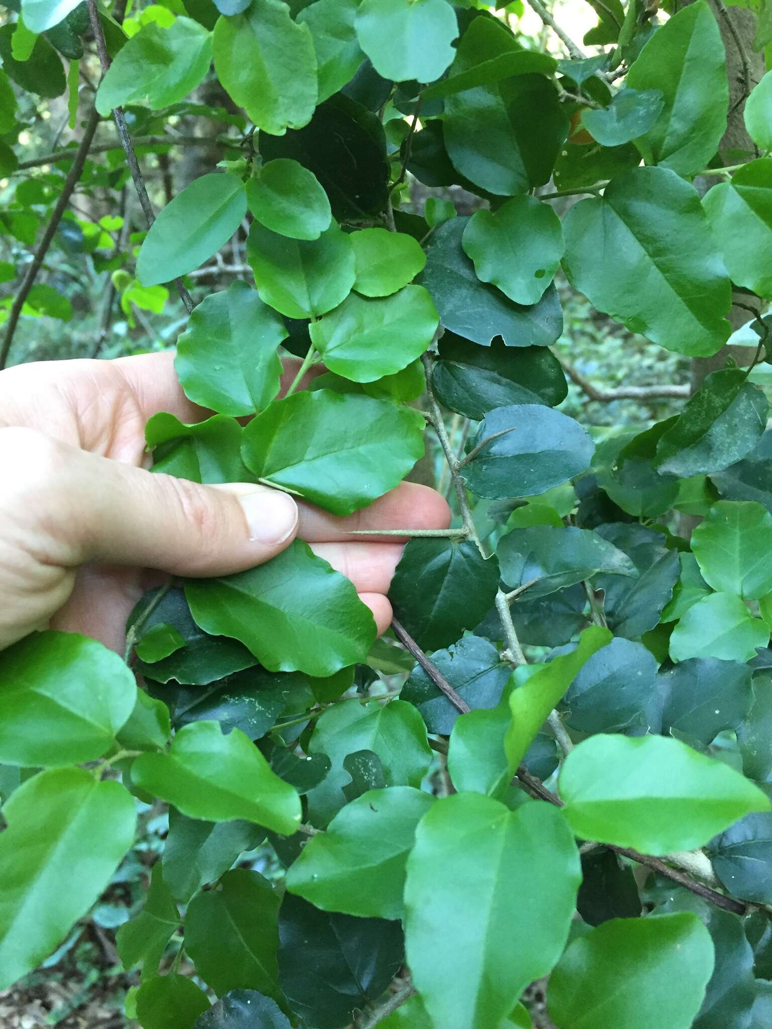 Image of Common sour-berry