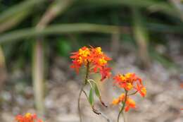 Plancia ëd Epidendrum radicans Pav. ex Lindl.