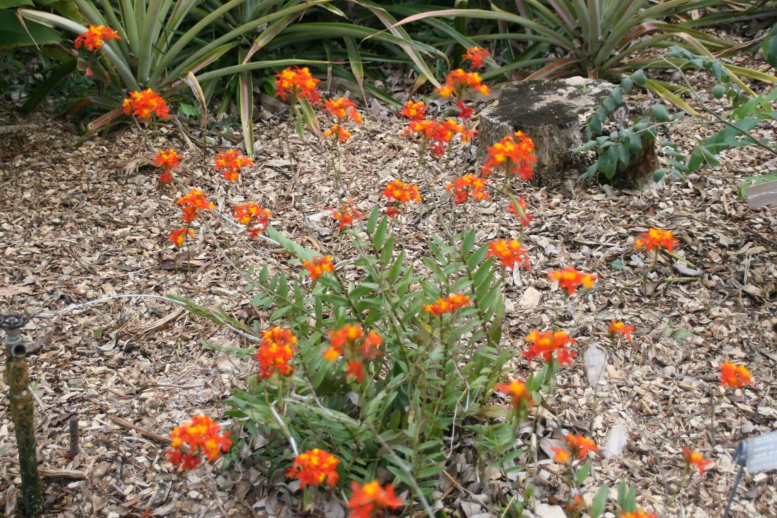 Plancia ëd Epidendrum radicans Pav. ex Lindl.