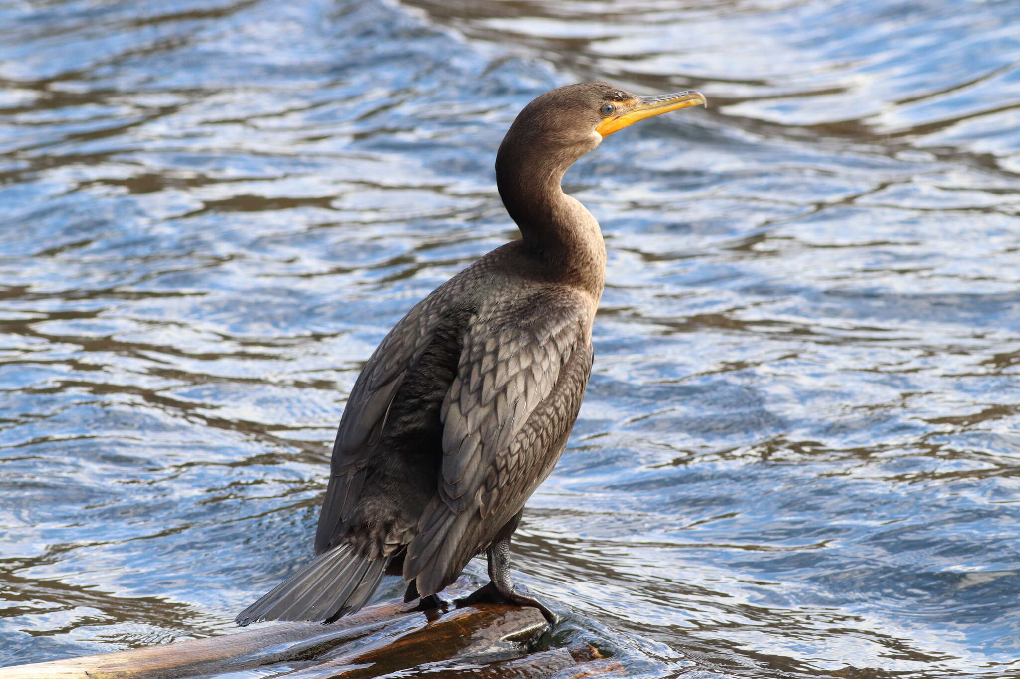 Image of Phalacrocorax auritus auritus (Lesson & R 1831)