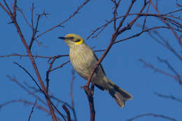 Image of Grey-fronted Honeyeater