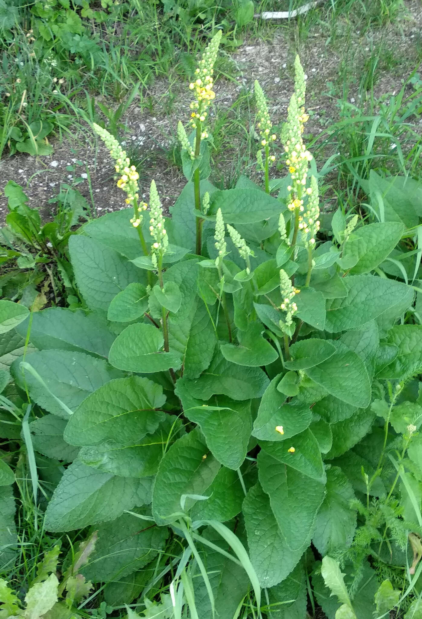 Image of Verbascum alpinum Turra