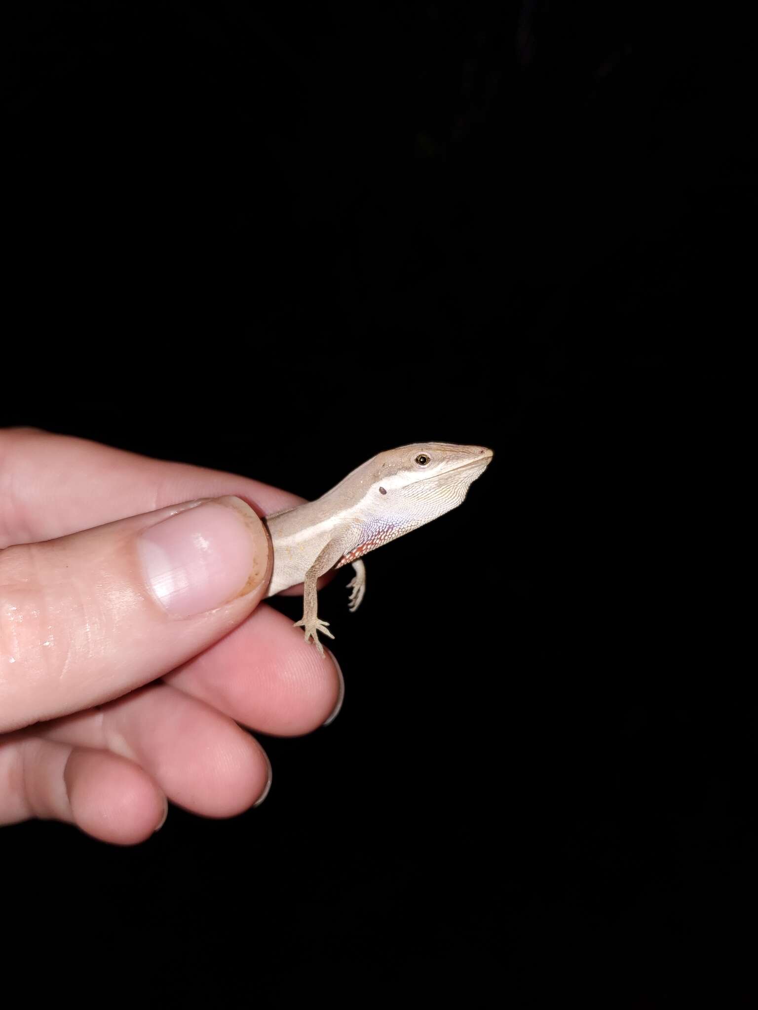 Image of Sharp-mouthed lizard