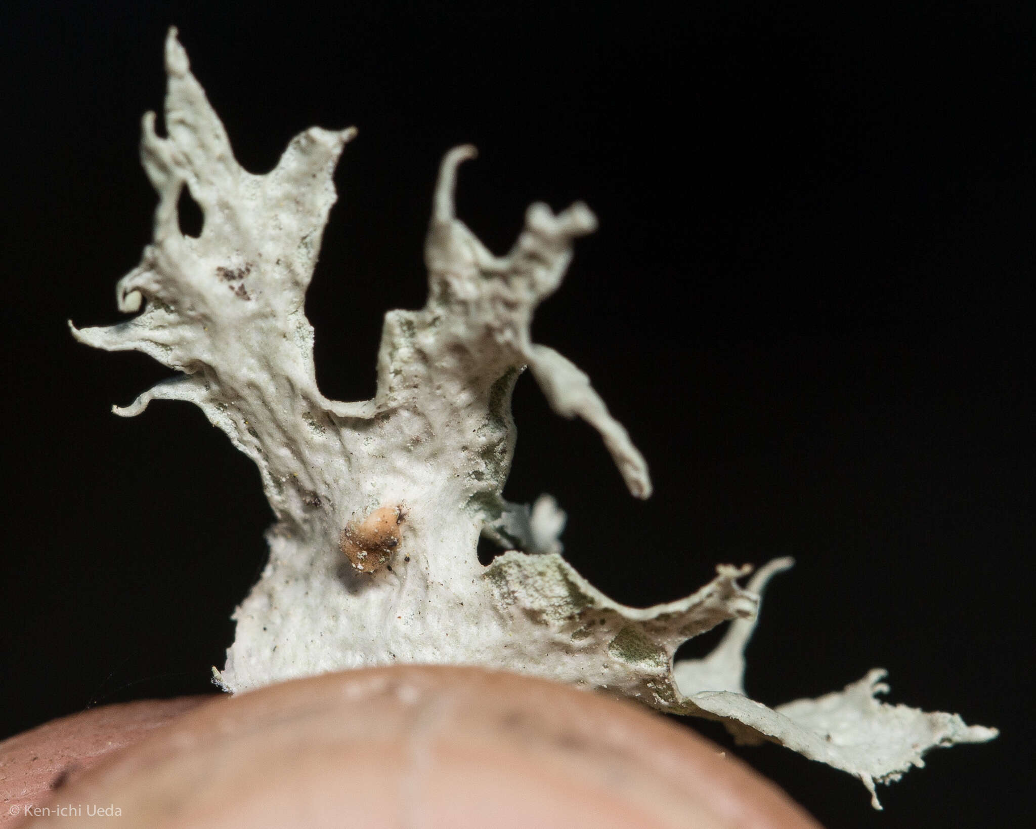 Imagem de Ramalina canariensis J. Steiner