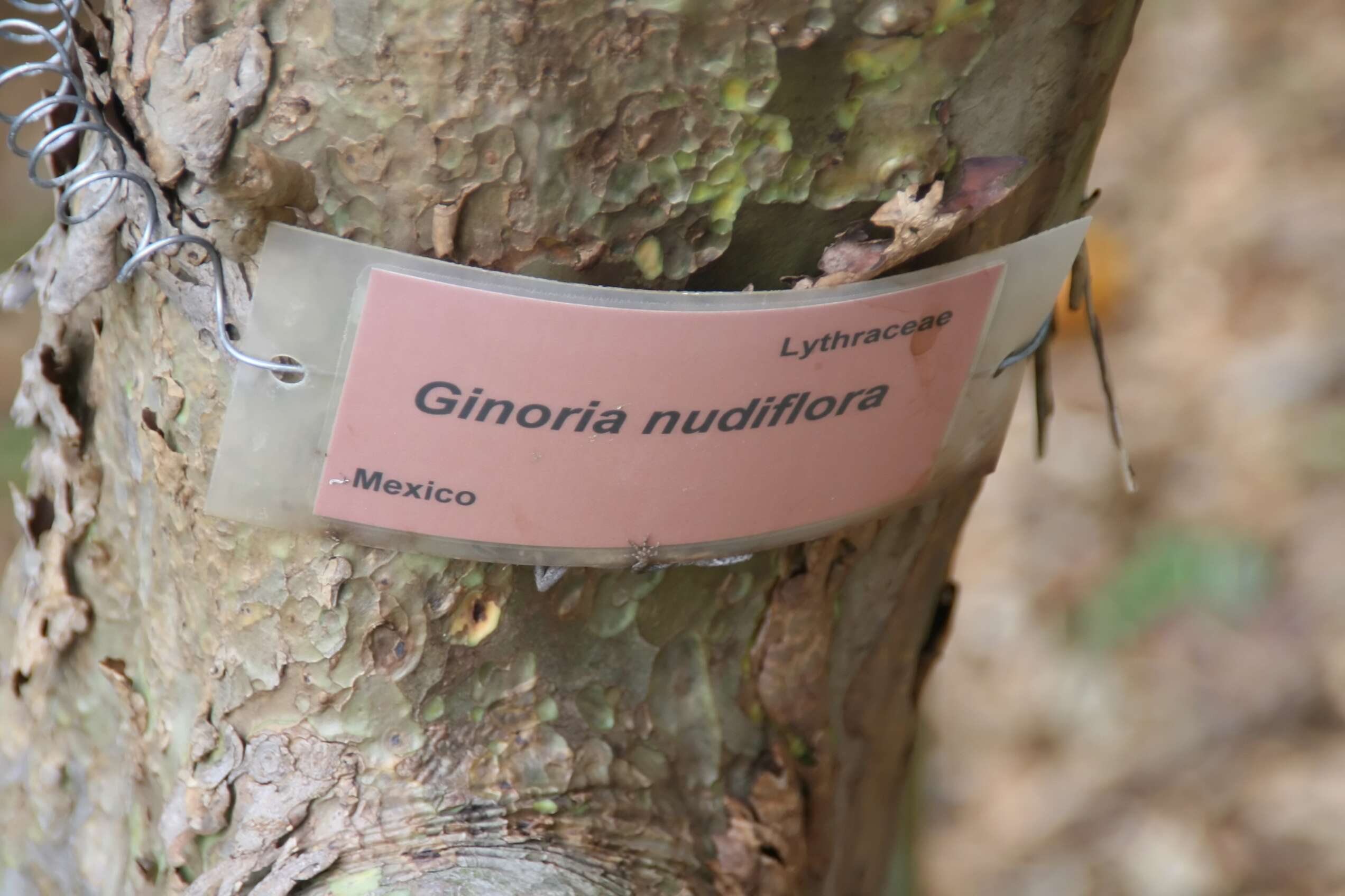 Plancia ëd Ginoria nudiflora (Hemsl.) Koehne