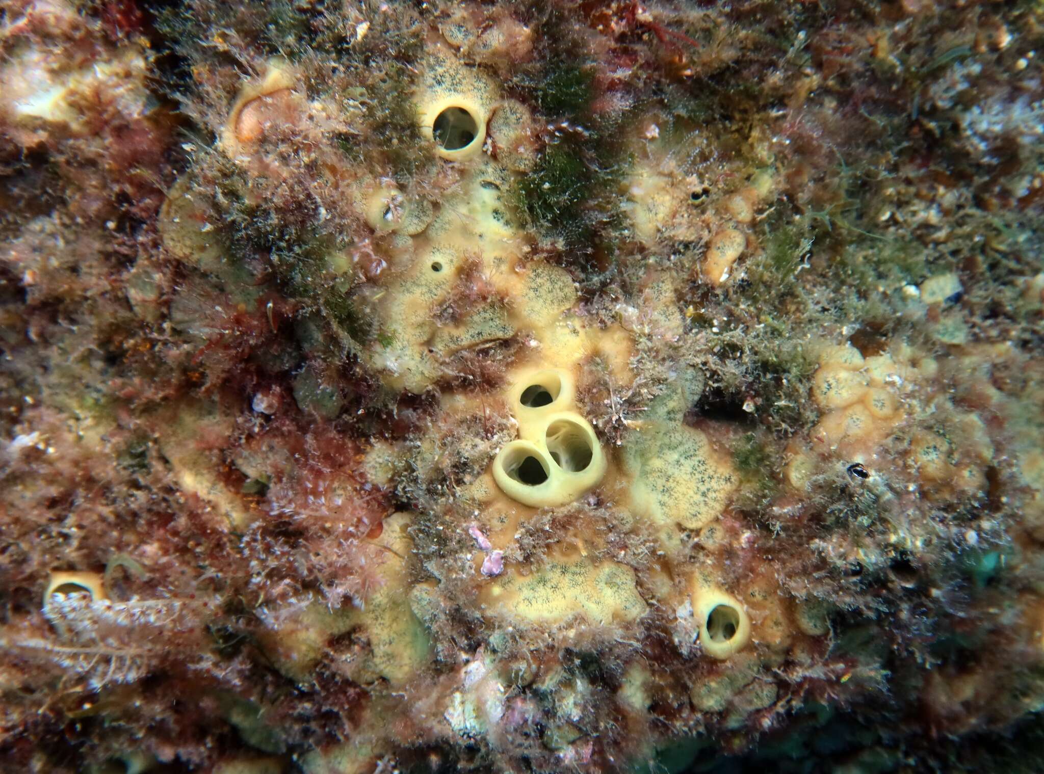 Image of green boring sponge