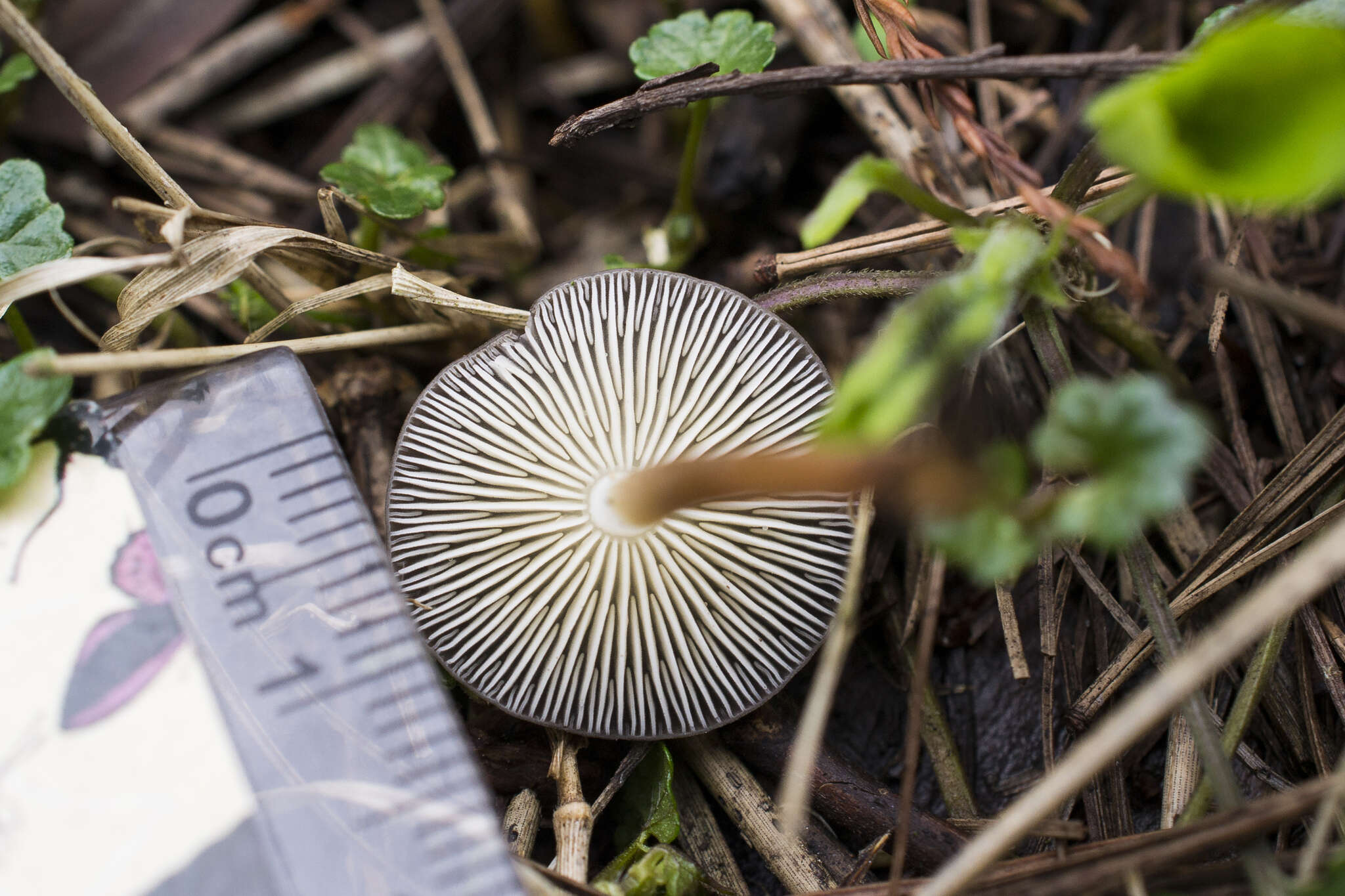 Image of Strobilurus tenacellus (Pers.) Singer 1962