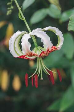 Image of Lilium speciosum var. gloriosoides Baker