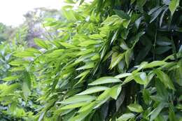 Image of laurel-leaf snailseed