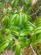 Plancia ëd Protium heptaphyllum (Aubl.) March.