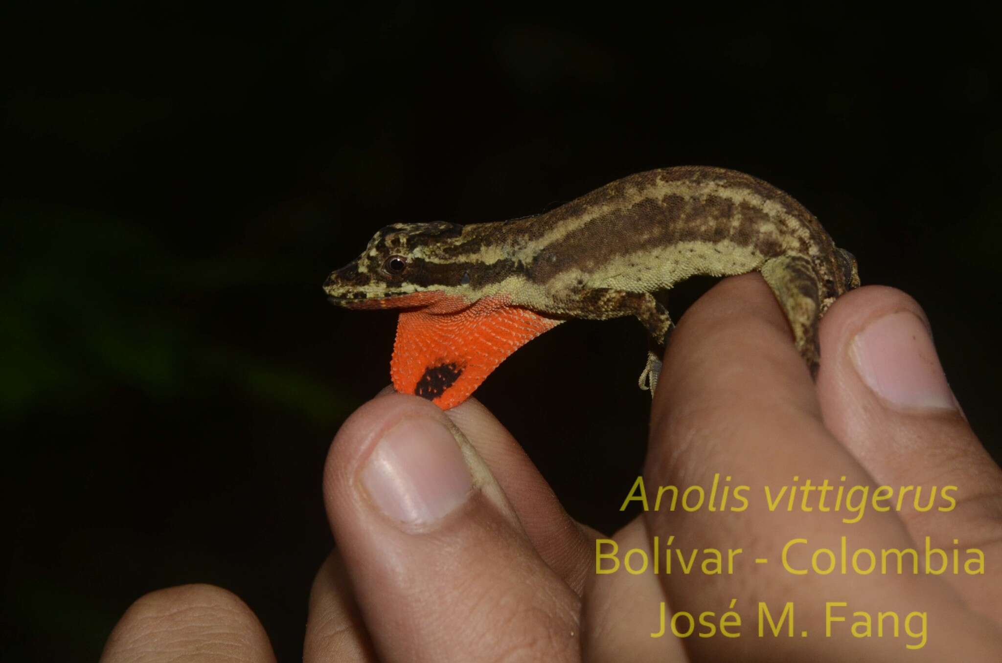 Image of Garland Anole