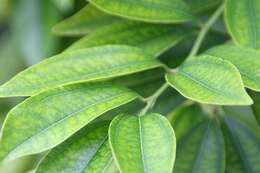 Image of laurel-leaf snailseed