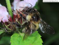 Слика од Bombus pseudobaicalensis Vogt 1911