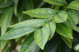 Image of laurel-leaf snailseed