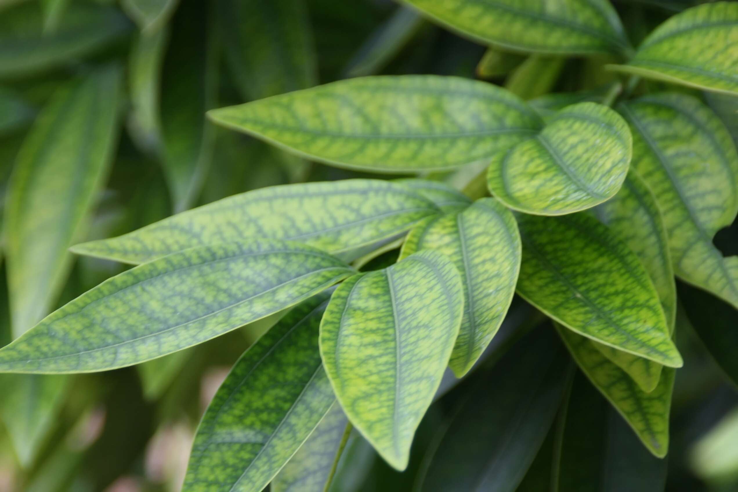 Image of laurel-leaf snailseed