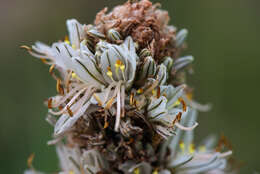 Image of Asphodeline taurica (Pall. ex M. Bieb.) Endl.