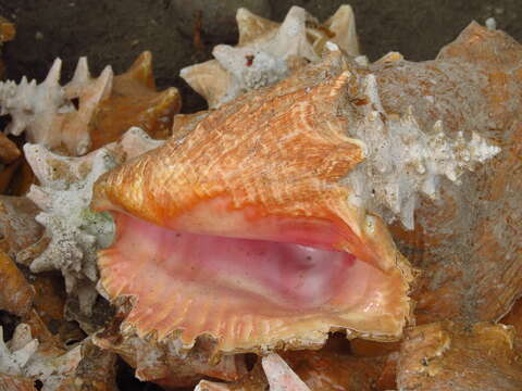 Image of Pink Conch