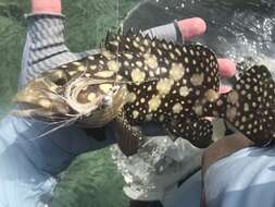 Image of Edgeblack Grouper