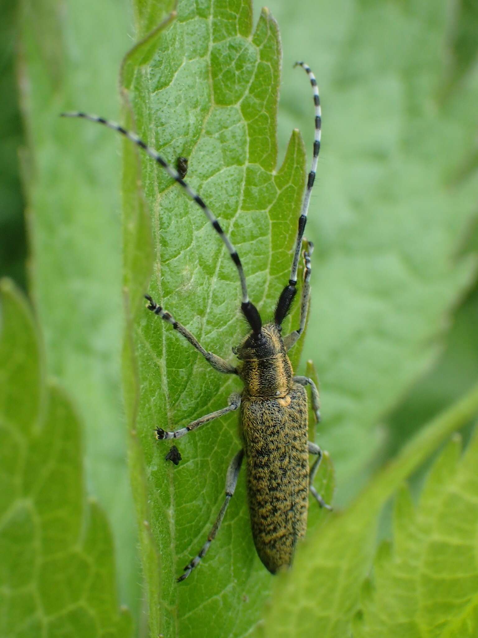 Image of Agapanthia (Epoptes) villosoviridescens (Degeer 1775)