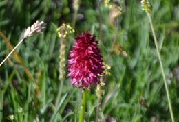 Image of Gymnadenia rhellicani (Teppner & E. Klein) Teppner & E. Klein