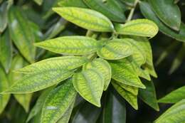 Image of laurel-leaf snailseed