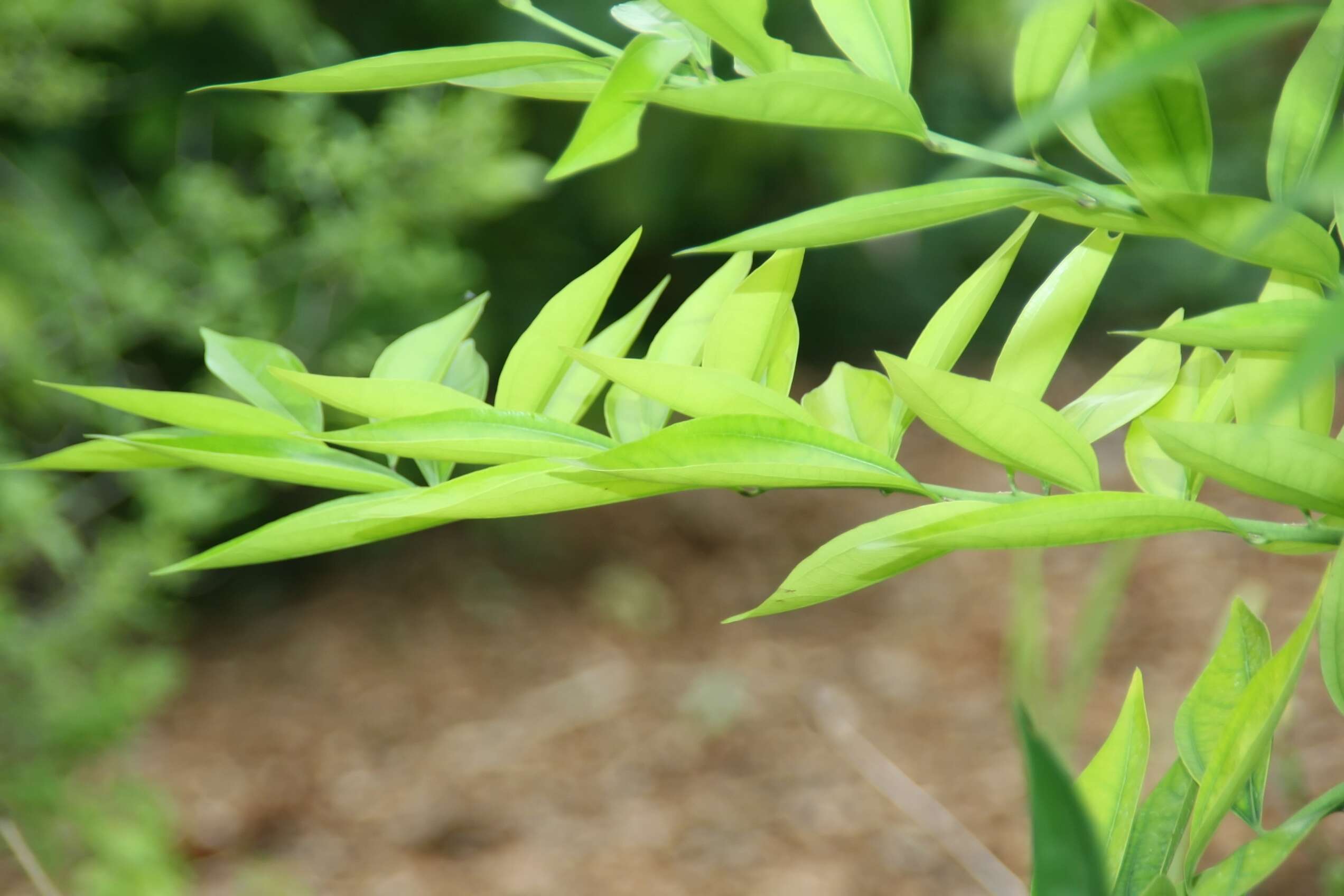 Image of laurel-leaf snailseed