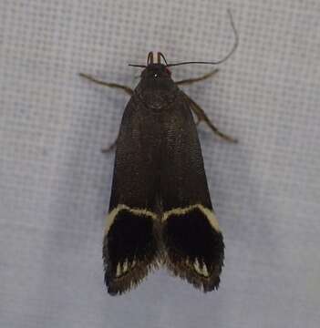 Image of Anacampsis tristrigella Walsingham 1882