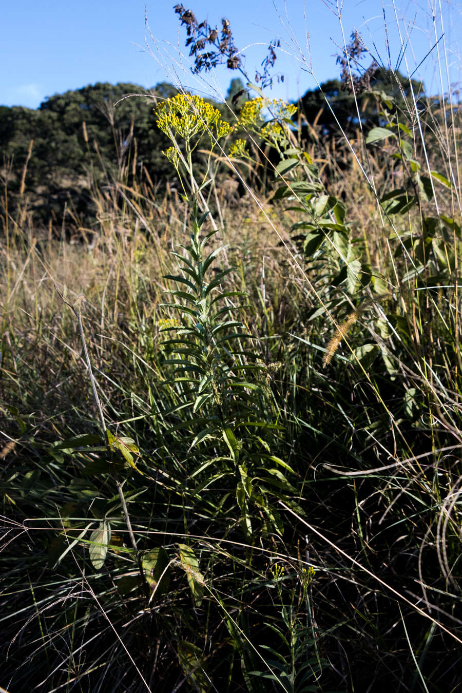 Plancia ëd Senecio serratuloides DC.