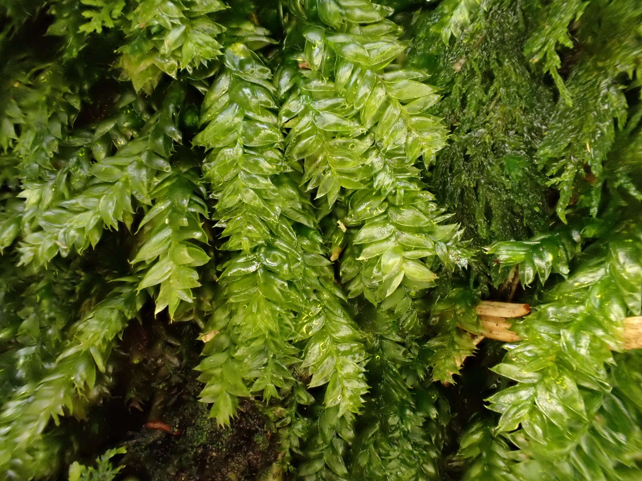 Image of Woodsy Silk-moss
