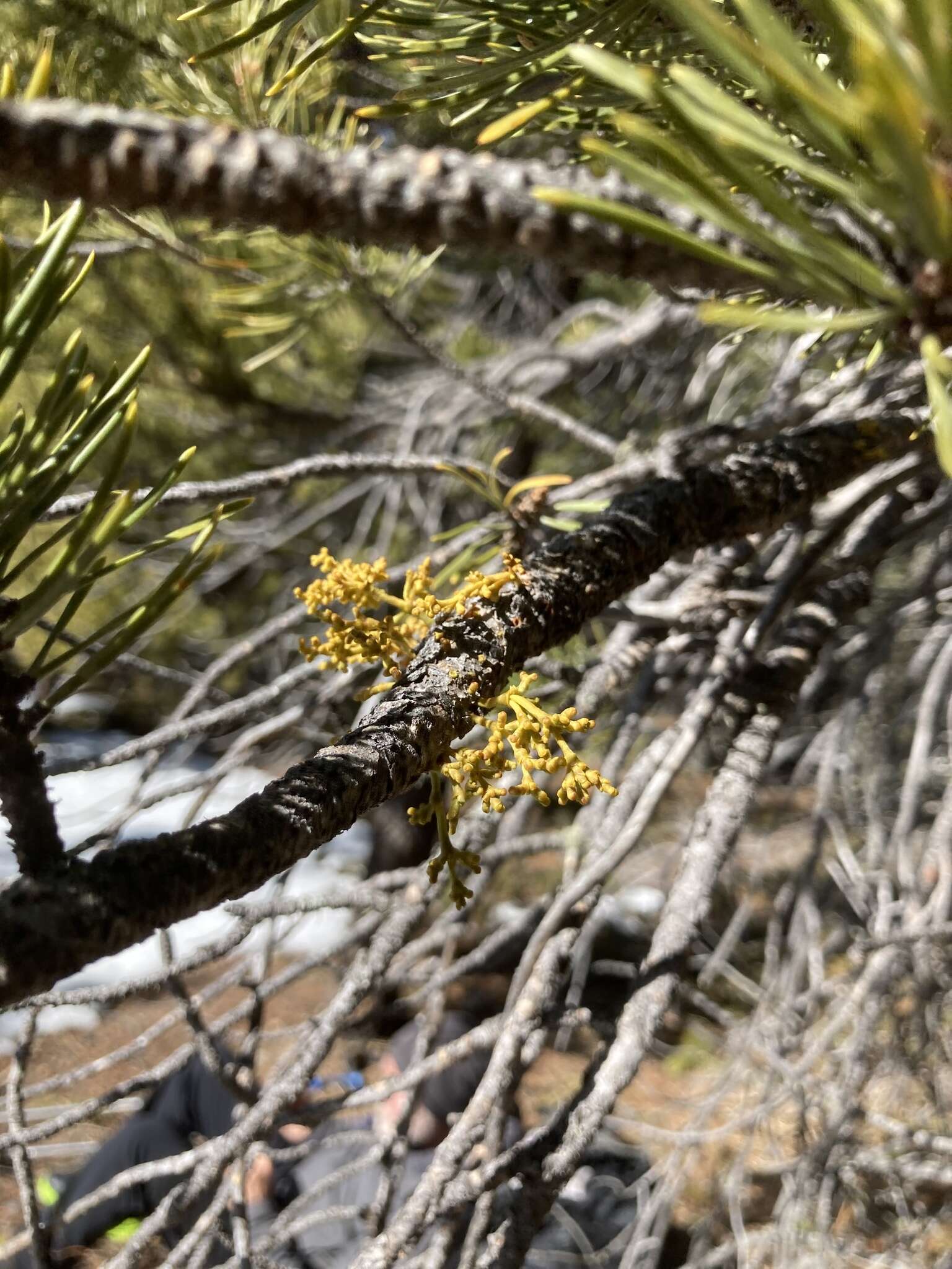 Image de Arceuthobium americanum Nutt. ex A. Gray