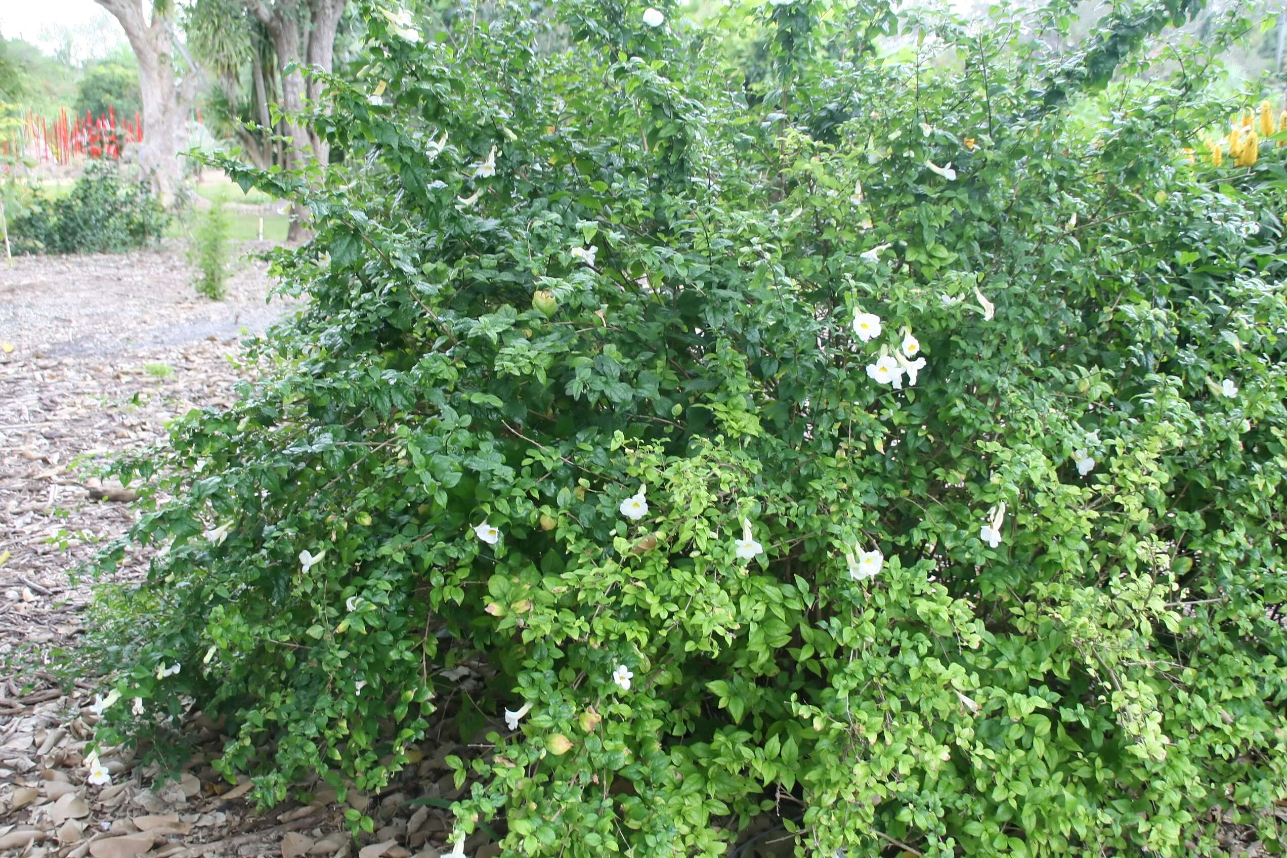 Image de Thunbergia erecta (Benth.) T. Anders.