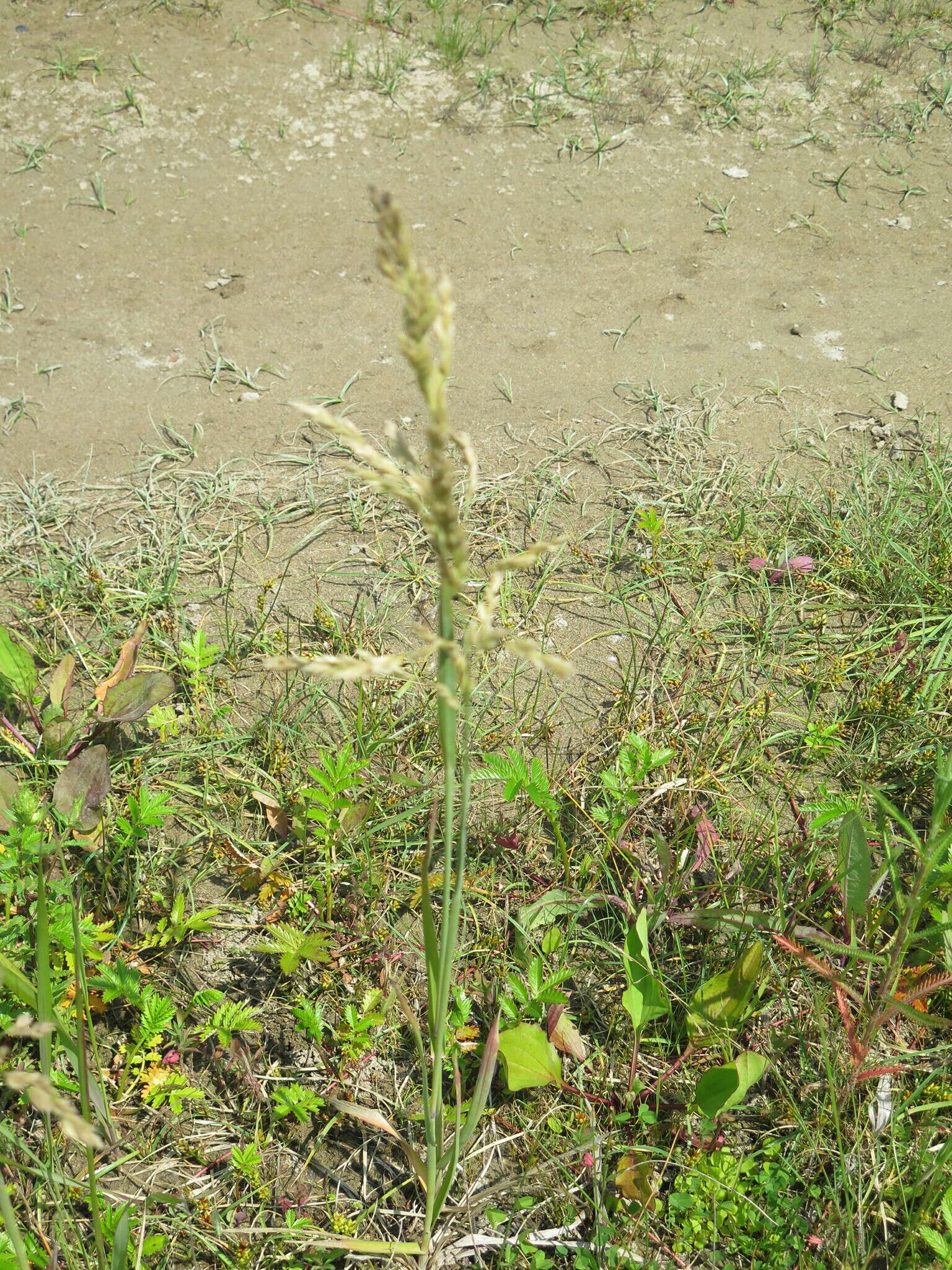 Image of Large-Flower Blue Grass