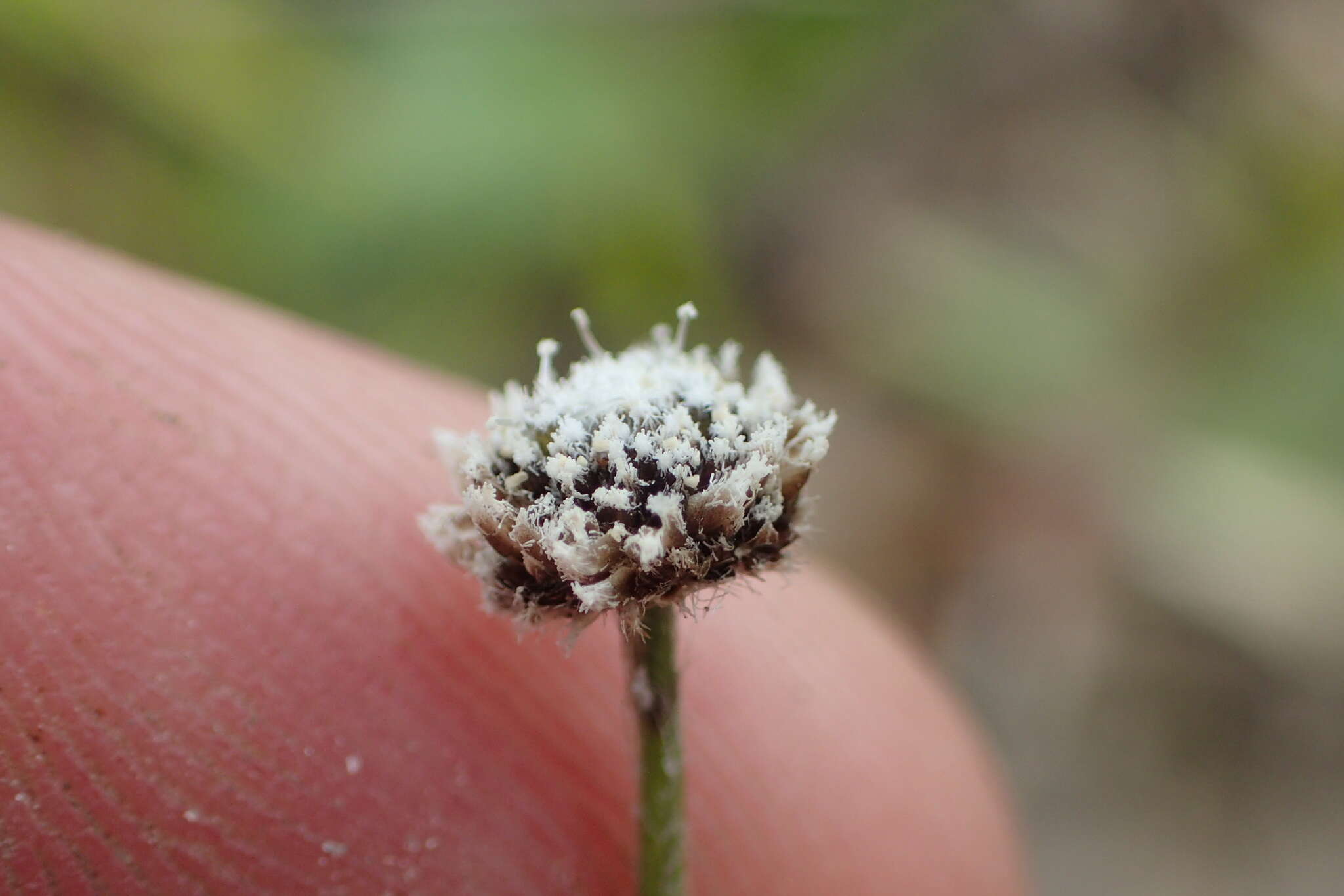 Image de Lachnocaulon anceps (Walter) Morong