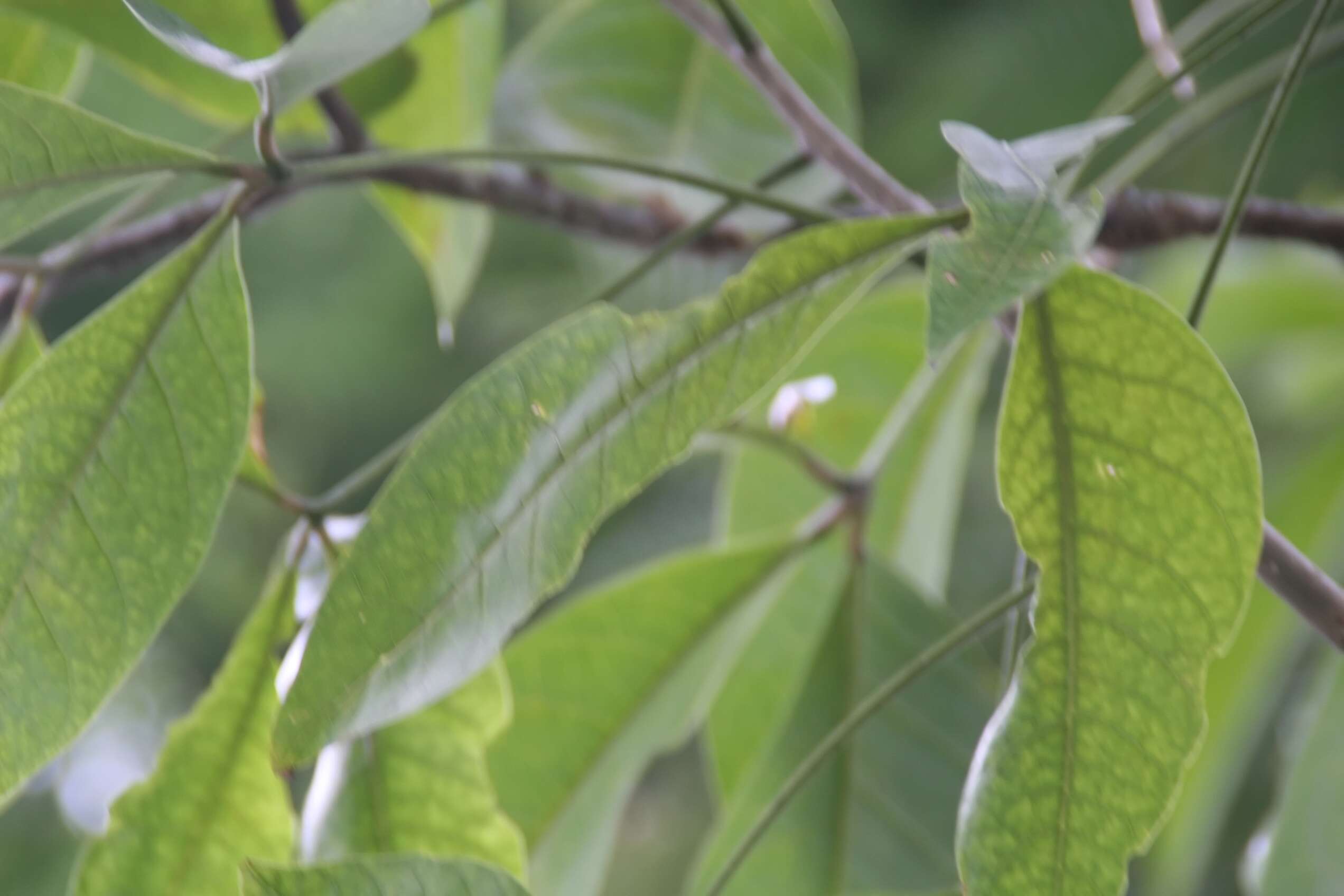 Image of sacred garlic pear