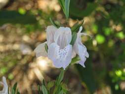 Image of Apalachicola false rosemary