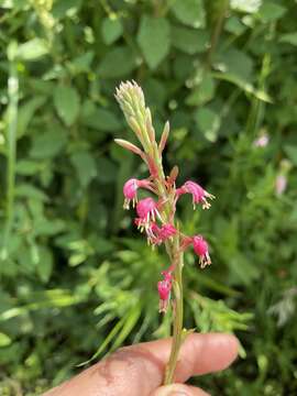 Image de Oenothera hexandra (Sesse & Moc. ex Ortega) W. L. Wagner & Hoch