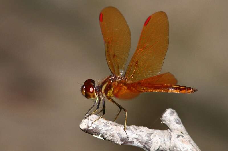 Image of Slough Amberwing