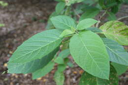 Image of Brugmansia aurea Lagerh.