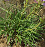 Image de Penstemon eriantherus var. whitedii (Piper) A. Nels.