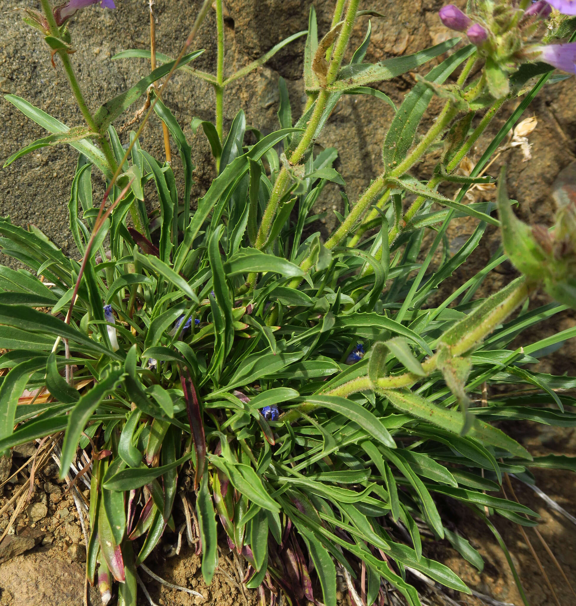 Image of Whited's penstemon