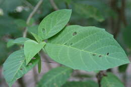 Image of Brugmansia aurea Lagerh.