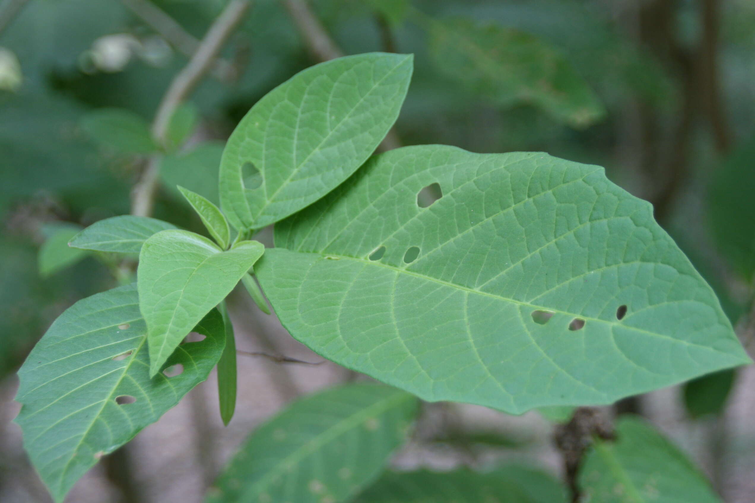 Image of Brugmansia aurea Lagerh.