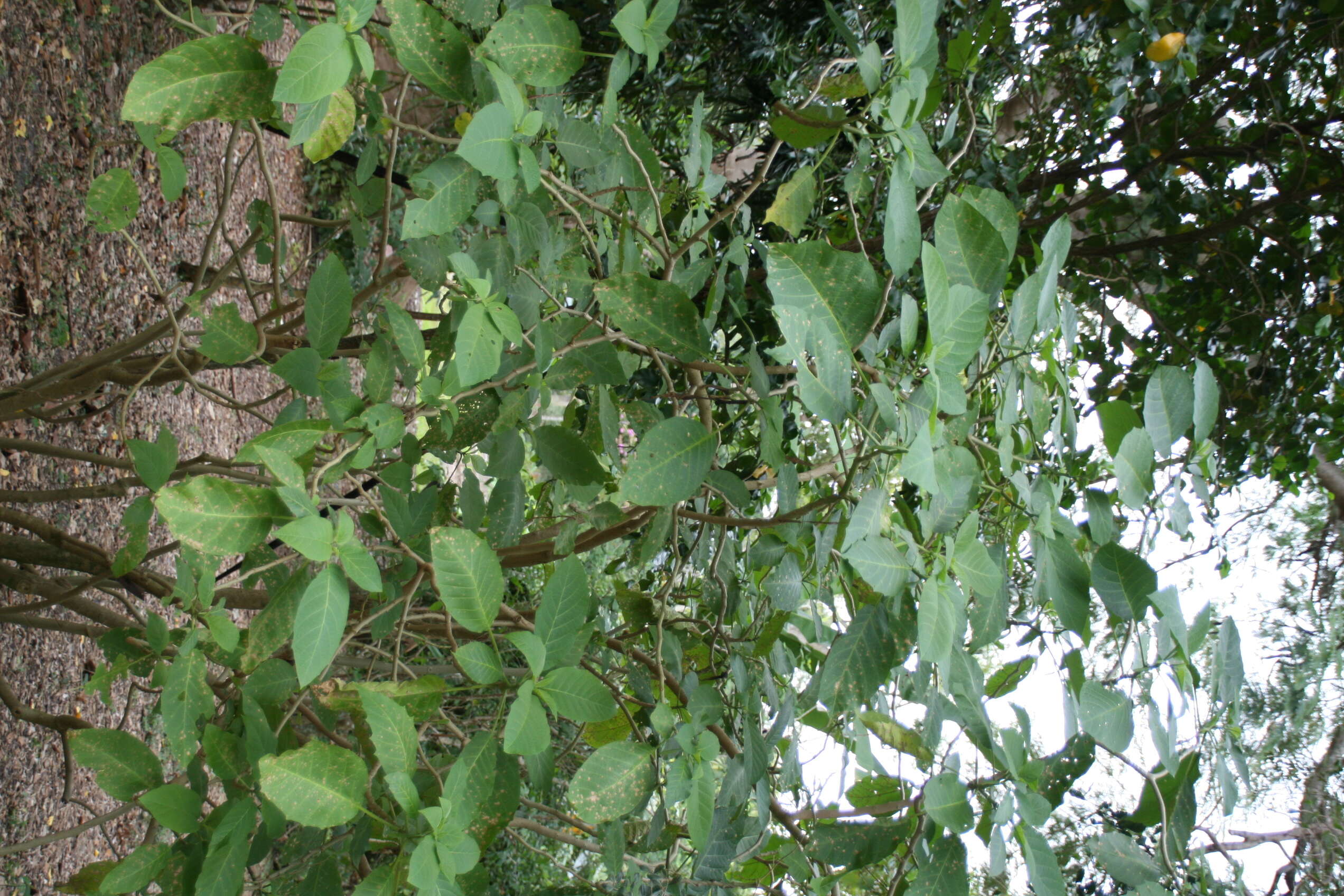 Image of Brugmansia aurea Lagerh.