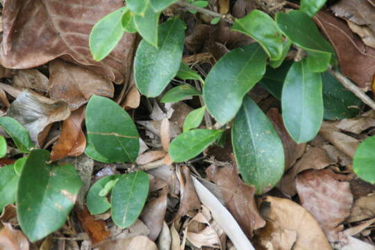 Brunfelsia resmi