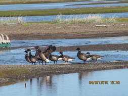 صورة Branta bernicla nigricans (Lawrence 1846)