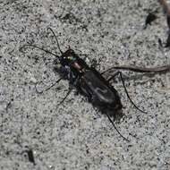 Image of <i>Cicindela <i>haemorrhagica</i></i> haemorrhagica